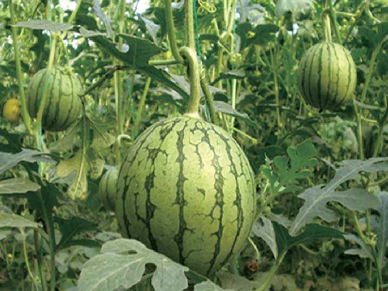 山东香蕉频蕉APP塑胶有限公司